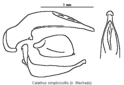 calathus_simplicicollis.gif