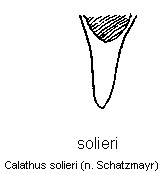 calathus_solieri.gif