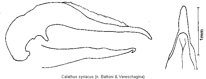 calathus_syriacus.gif