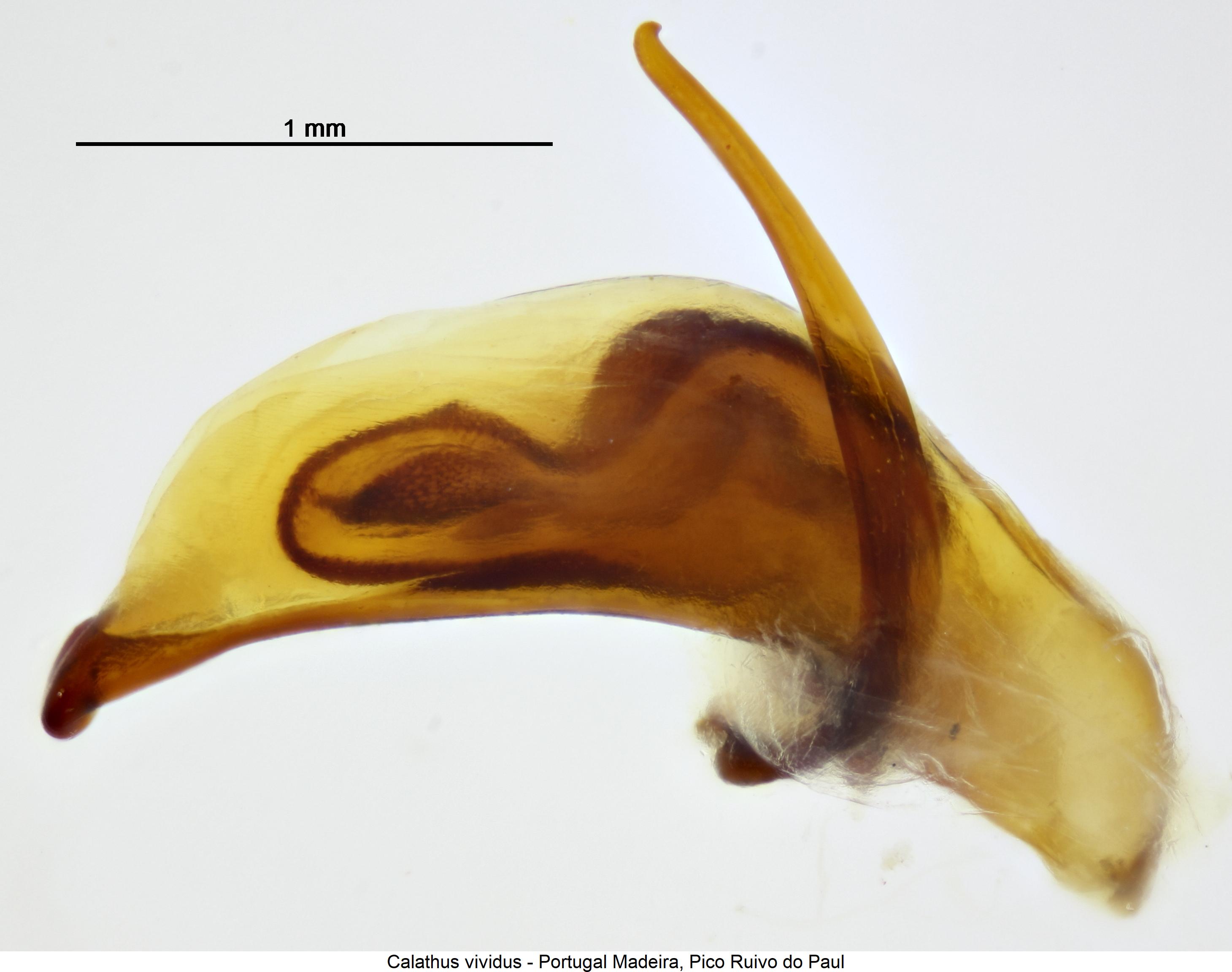 calathus_vividus1.jpg