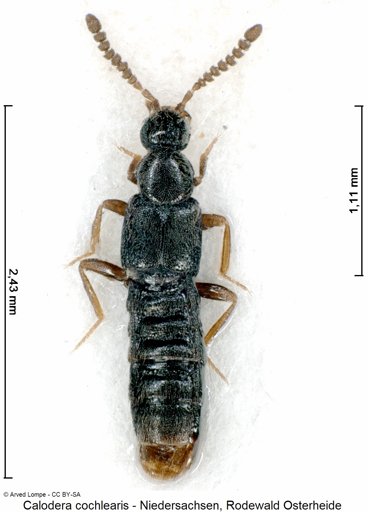 calodera_cochlearis_ck36953798_hab.jpg