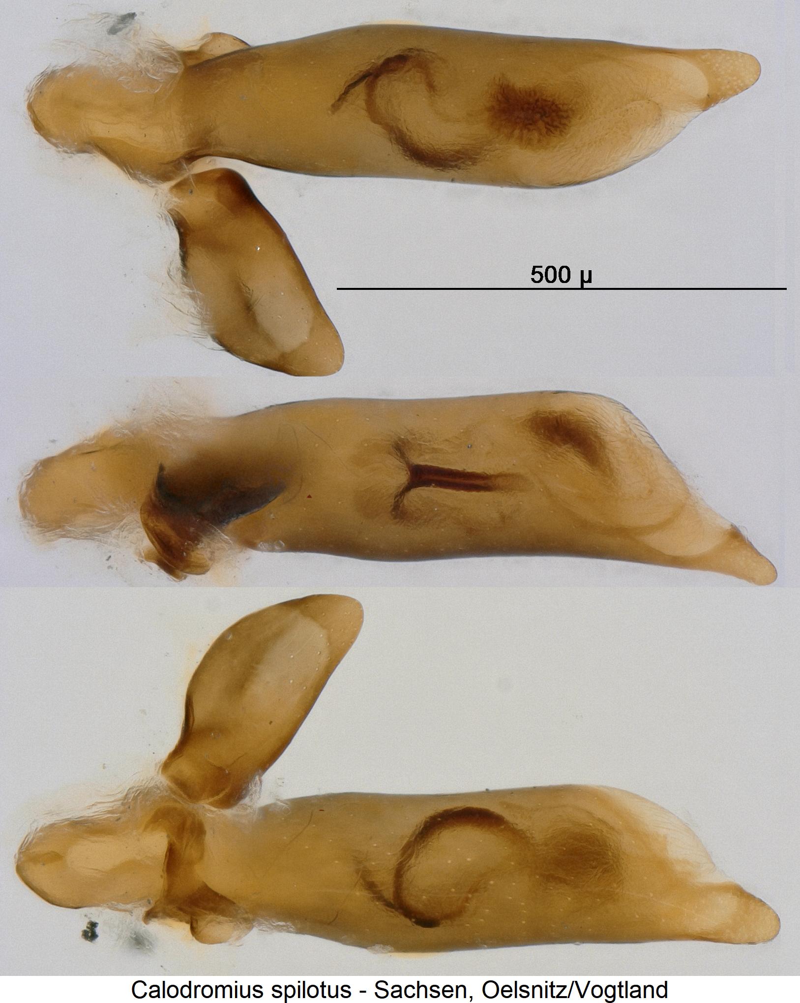calodromius_spilotus1.jpg
