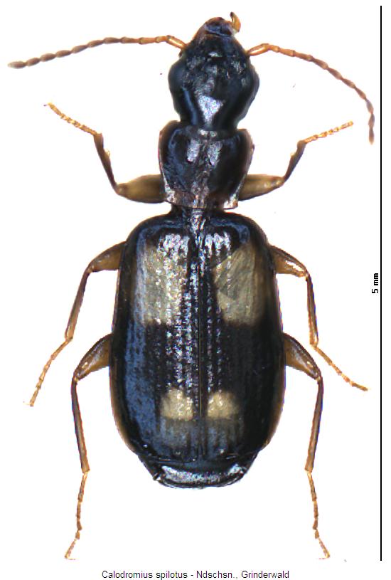 calodromius_spilotus_hab2.jpg