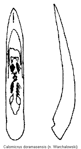 calomicrus_doramasensis.gif