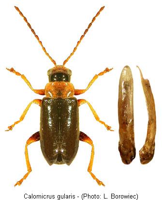 calomicrus_gularis.jpg