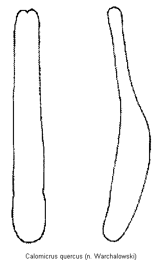 calomicrus_quercus.gif