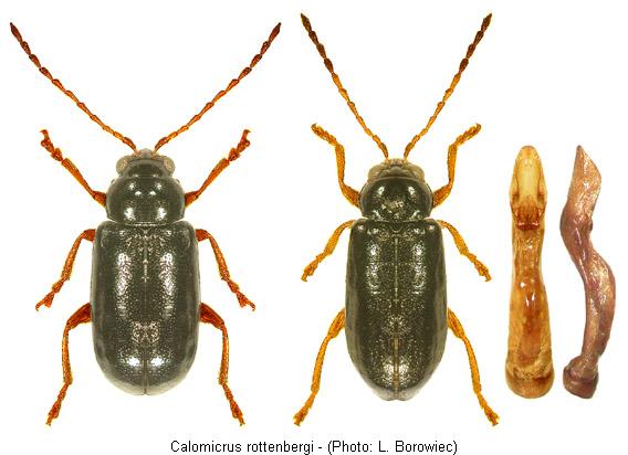 calomicrus_rottenbergi.jpg