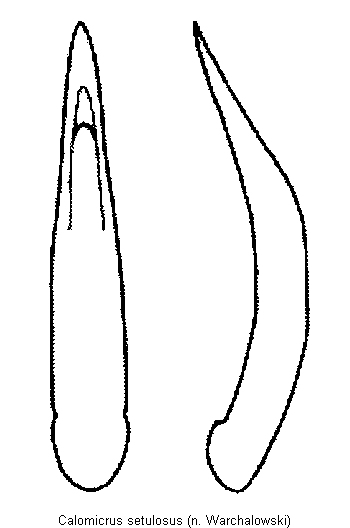 calomicrus_setulosus.gif