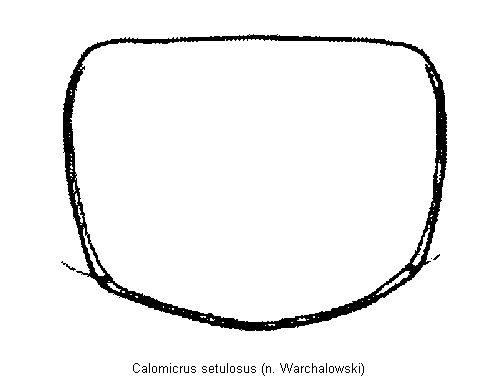 calomicrus_setulosus_hsch.gif