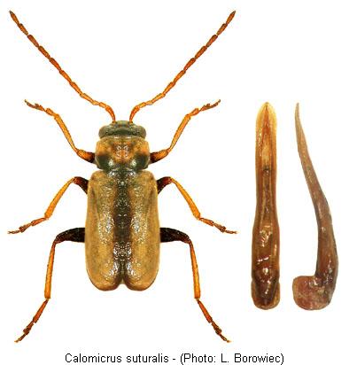 calomicrus_suturalis.jpg