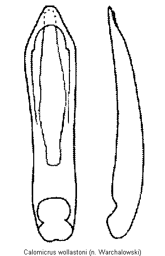 calomicrus_wollastoni.gif