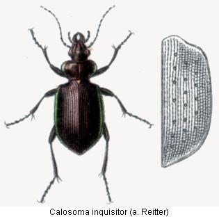 calosoma_inquisitor_hab.jpg