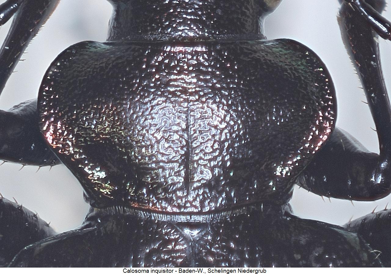 calosoma_inquisitor_hsch.jpg