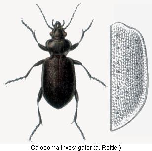 calosoma_investigator_hab.jpg