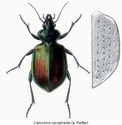 calosoma_sycophanta_hab.jpg