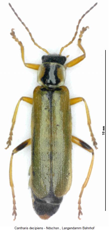 cantharis_decipiens_hab.jpg
