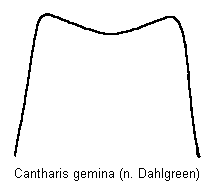 cantharis_gemina_ds.gif