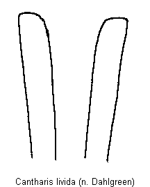 cantharis_livida_laterophysen.gif