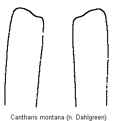cantharis_montana_laterophysen.gif