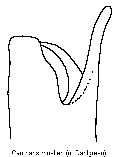 cantharis_muelleri.gif