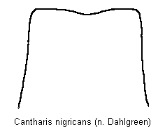cantharis_nigricans_ds.gif