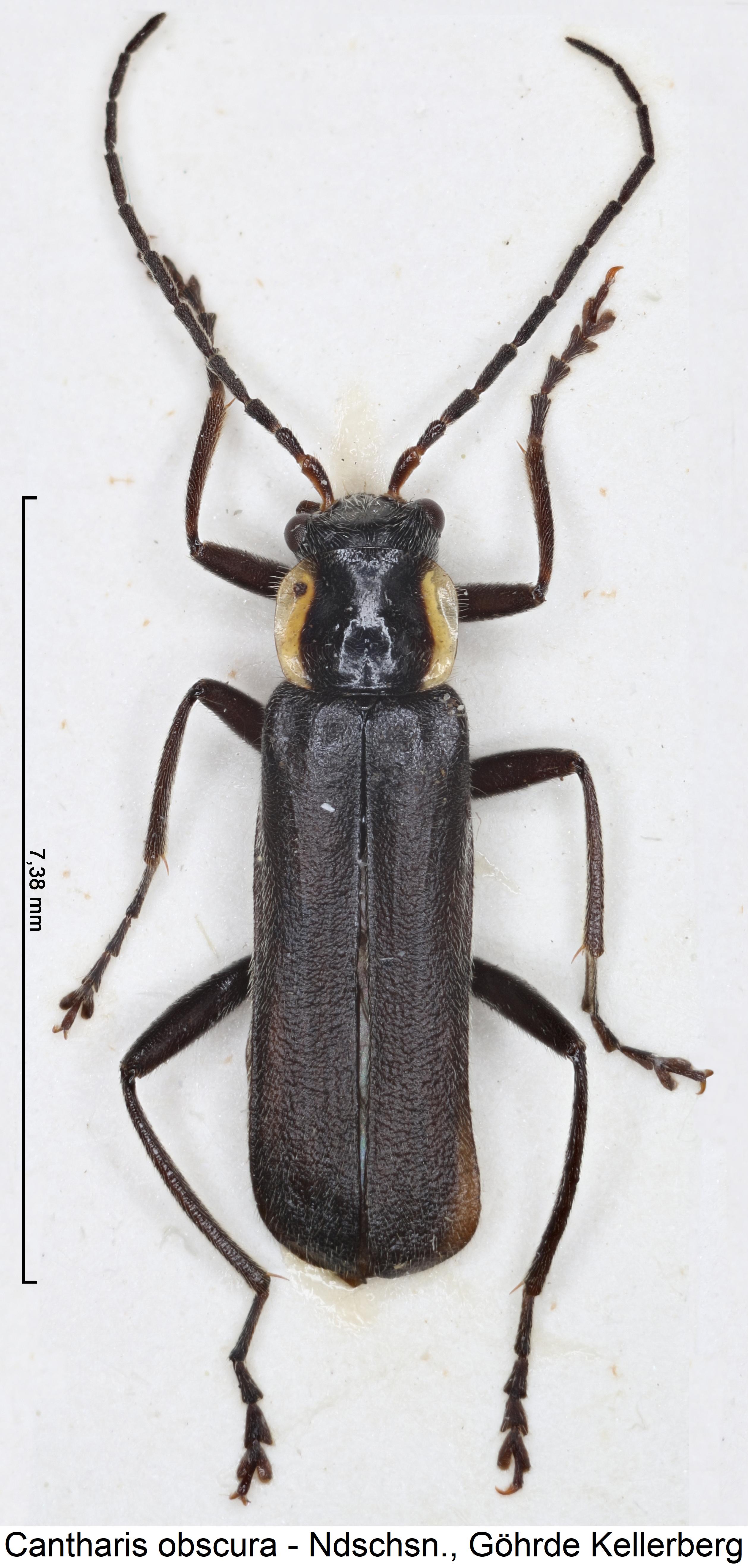 cantharis_obscura_hab.jpg