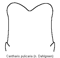 cantharis_pulicaria_ds.gif