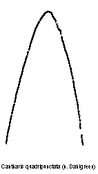 cantharis_quadripunctata_laterophysen.gif
