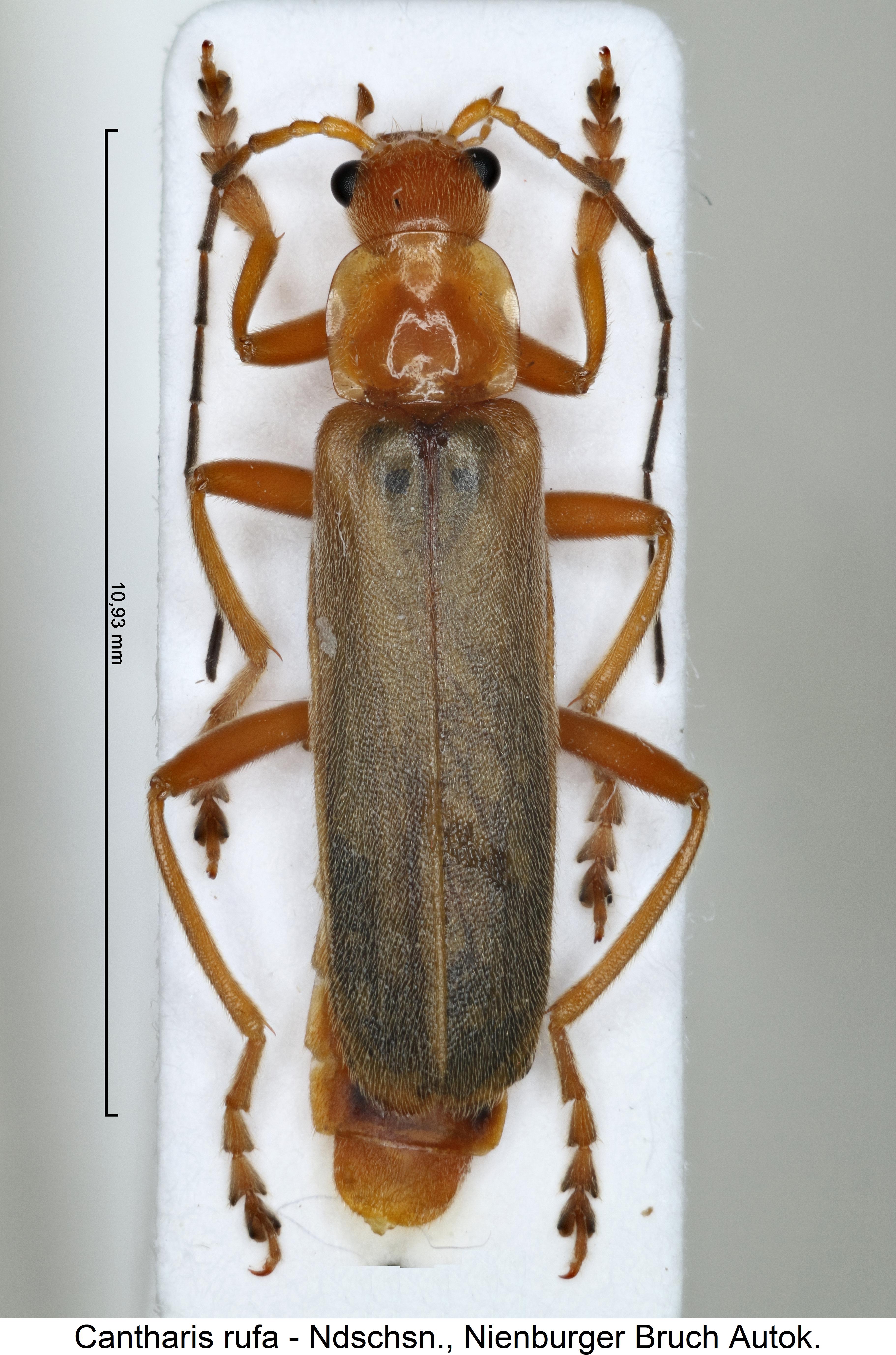 cantharis_rufa_hab.jpg