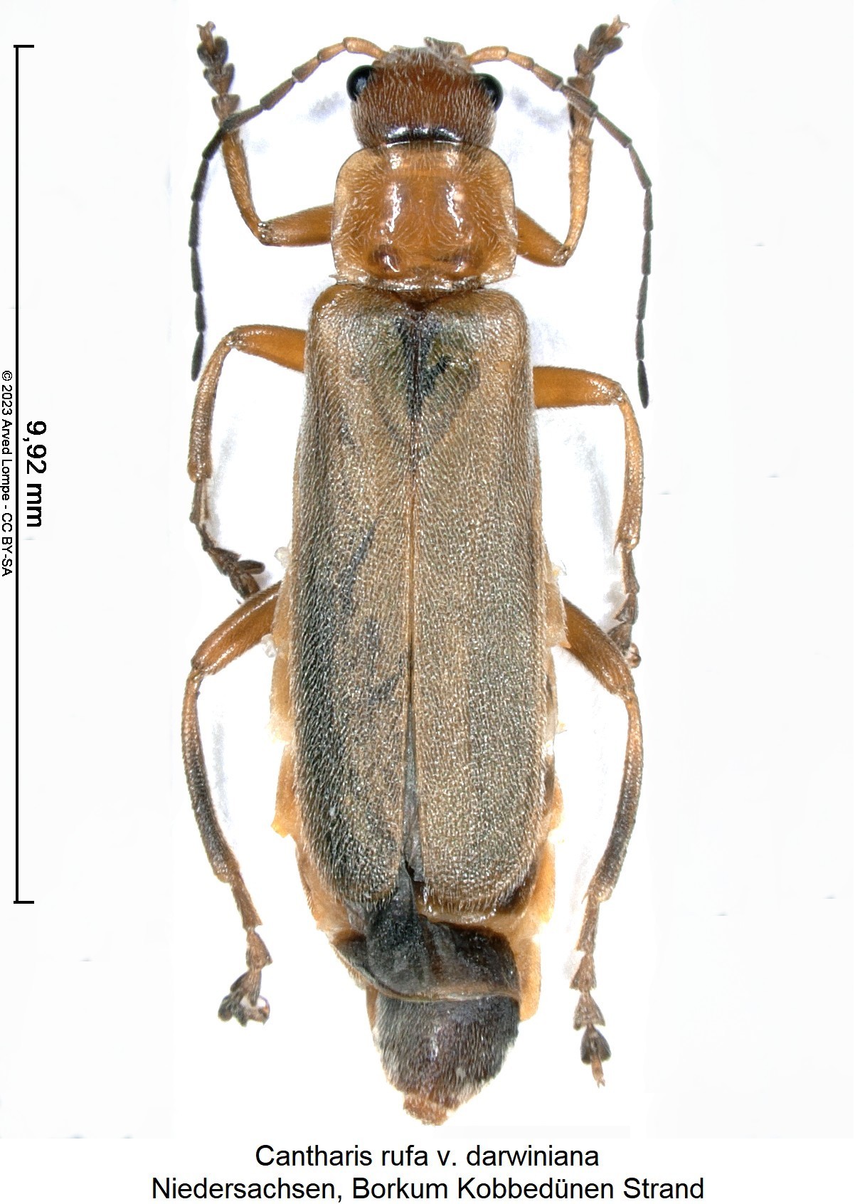 cantharis_rufa_v_darwiniana_hab.jpg