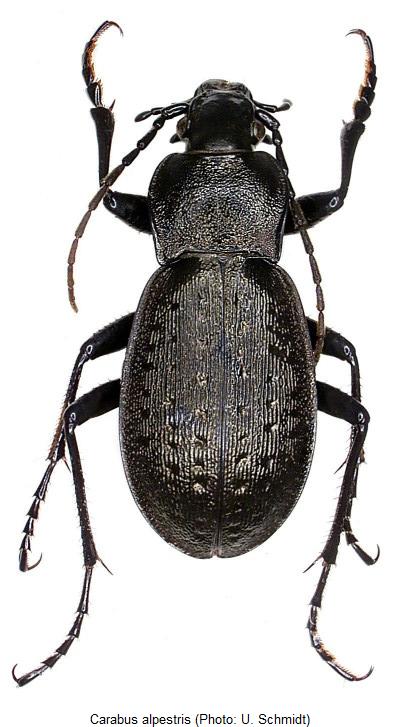 carabus_alpestris_hab.jpg