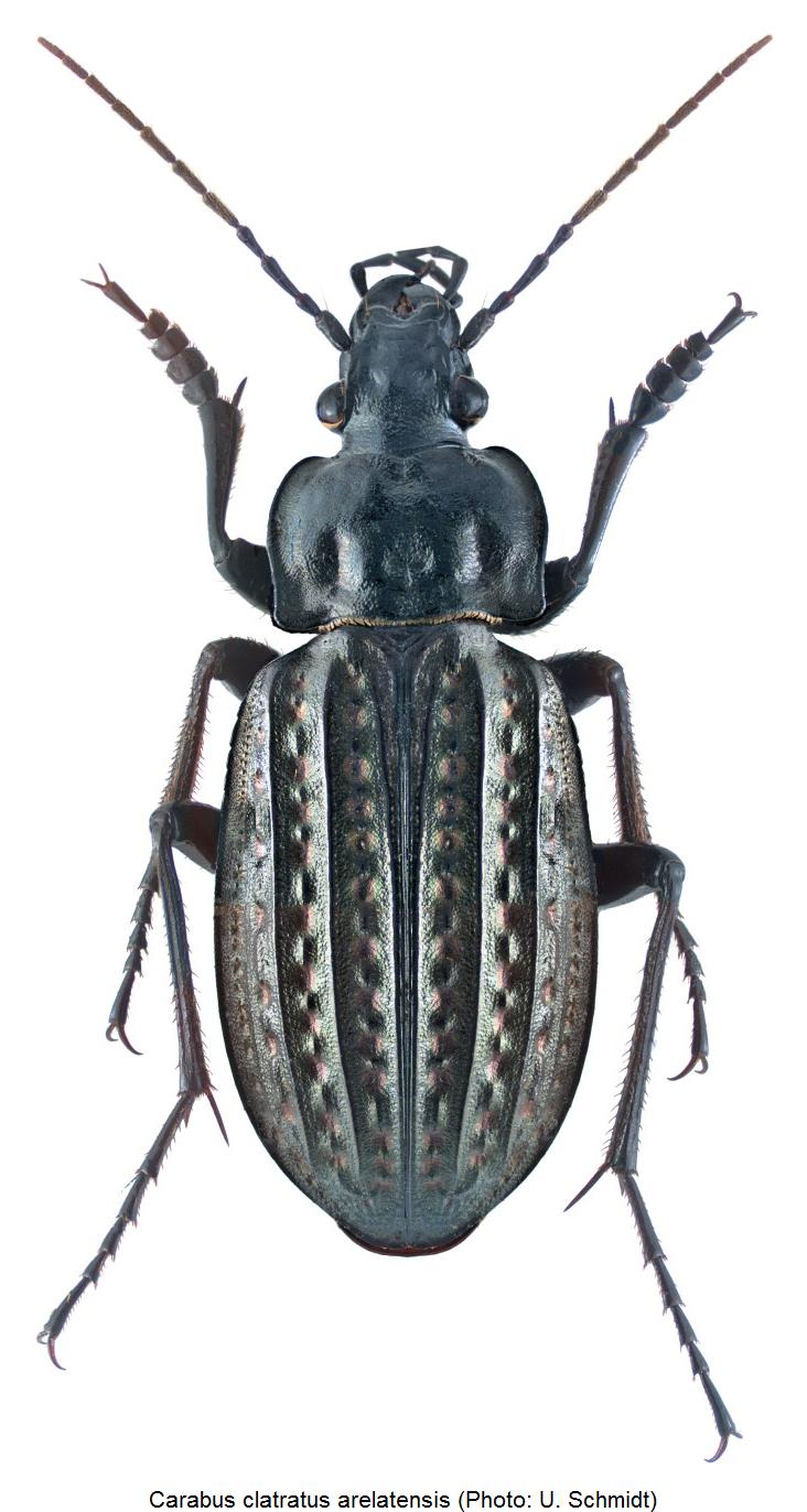 carabus_arelatensis_hab.jpg