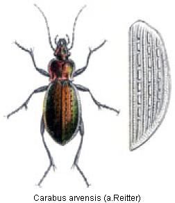 carabus_arvensis_rtt.jpg
