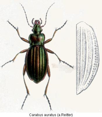 carabus_auratus_rtt.jpg
