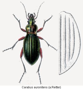 carabus_auronitens_rtt.jpg