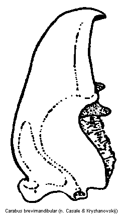 carabus_brevimandibular.gif