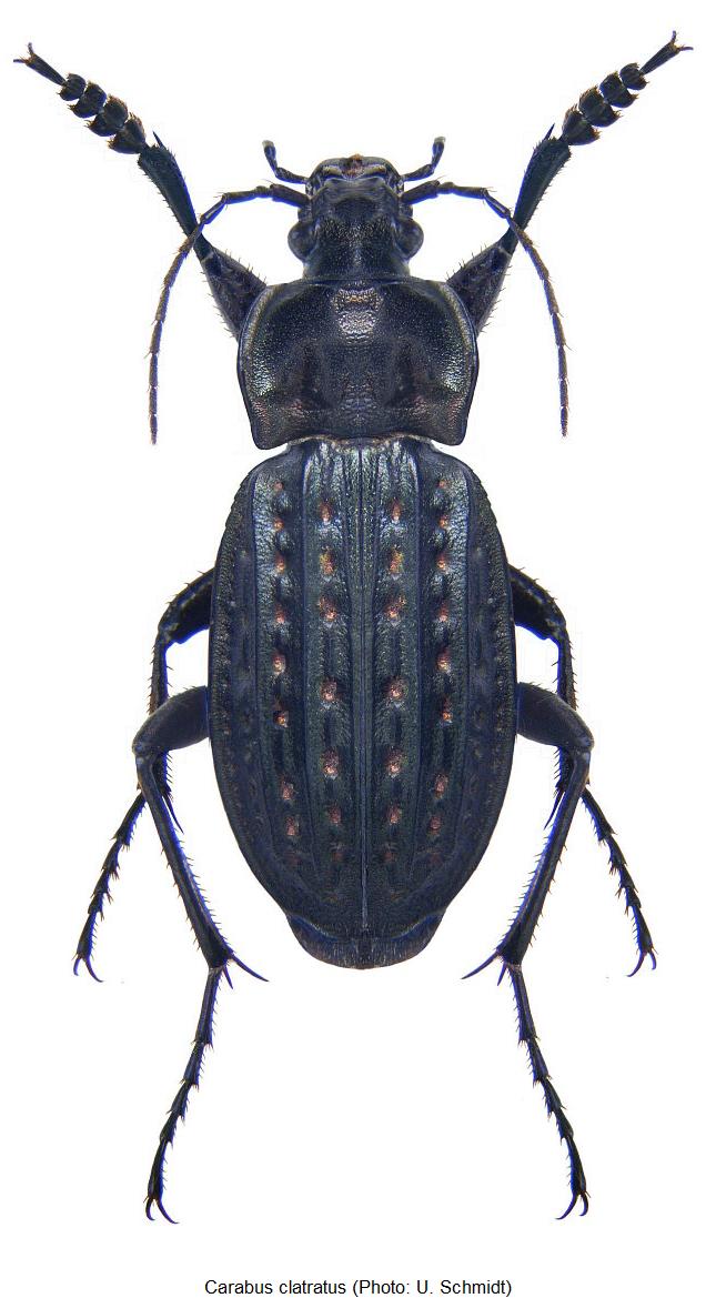 carabus_clatratus_hab.jpg