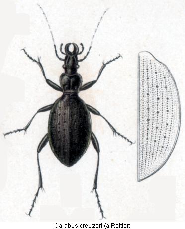 carabus_creutzeri_rtt.jpg