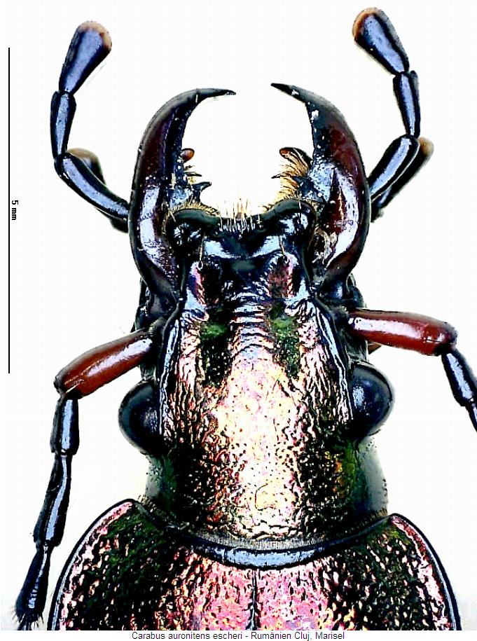 carabus_escheri_k.jpg