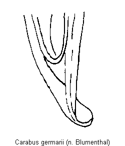 carabus_germarii.gif