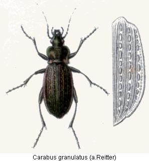 carabus_granulatus_rtt.jpg