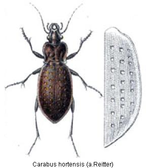 carabus_hortensis_rtt.jpg