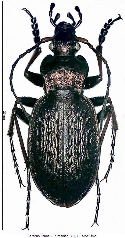 carabus_linnaei_hab.jpg