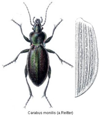carabus_monilis_rtt.jpg