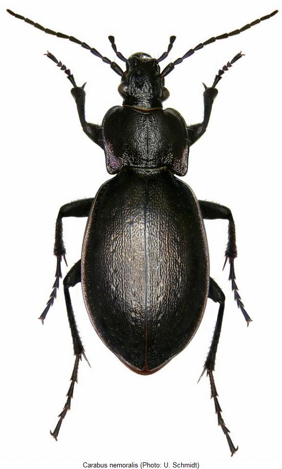 carabus_nemoralis_hab.jpg