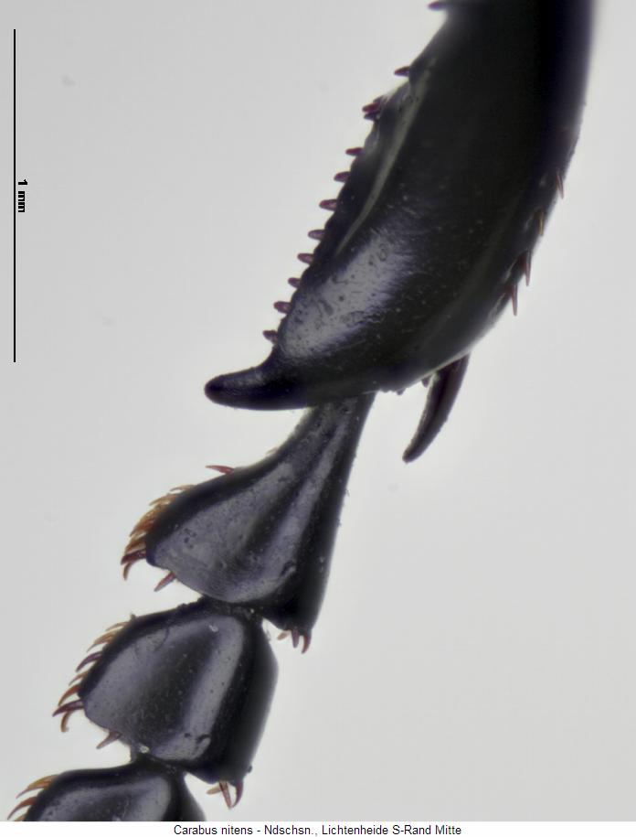 carabus_nitens_vschn.jpg