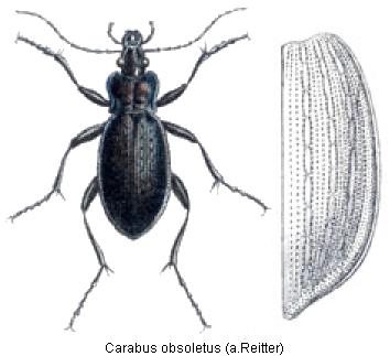 carabus_obsoletus_rtt.jpg