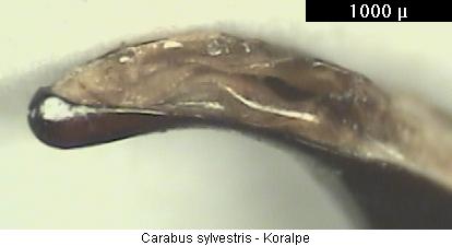 carabus_sylvestris.jpg