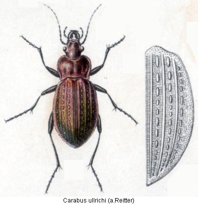 carabus_ullrichi_rtt.jpg
