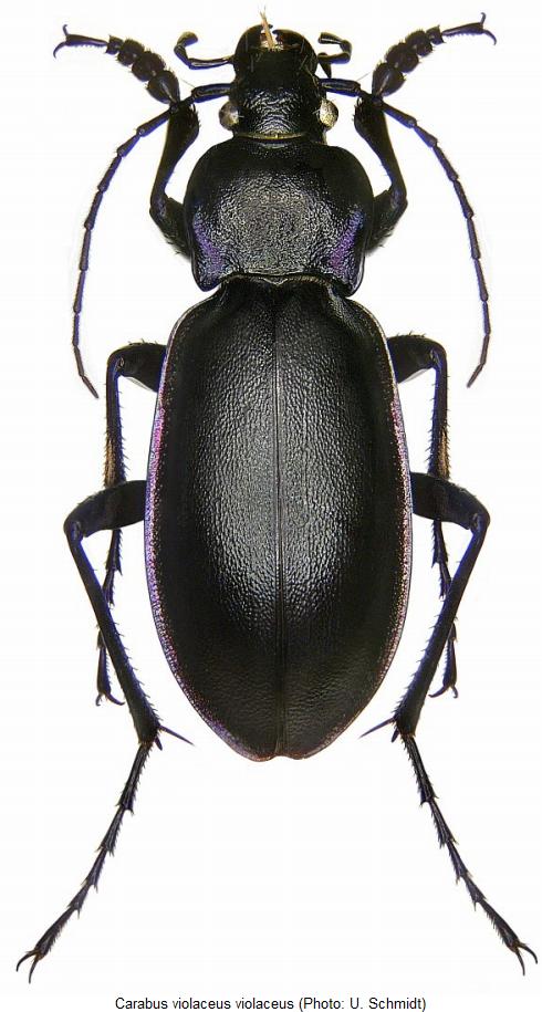 carabus_violaceus_hab.jpg
